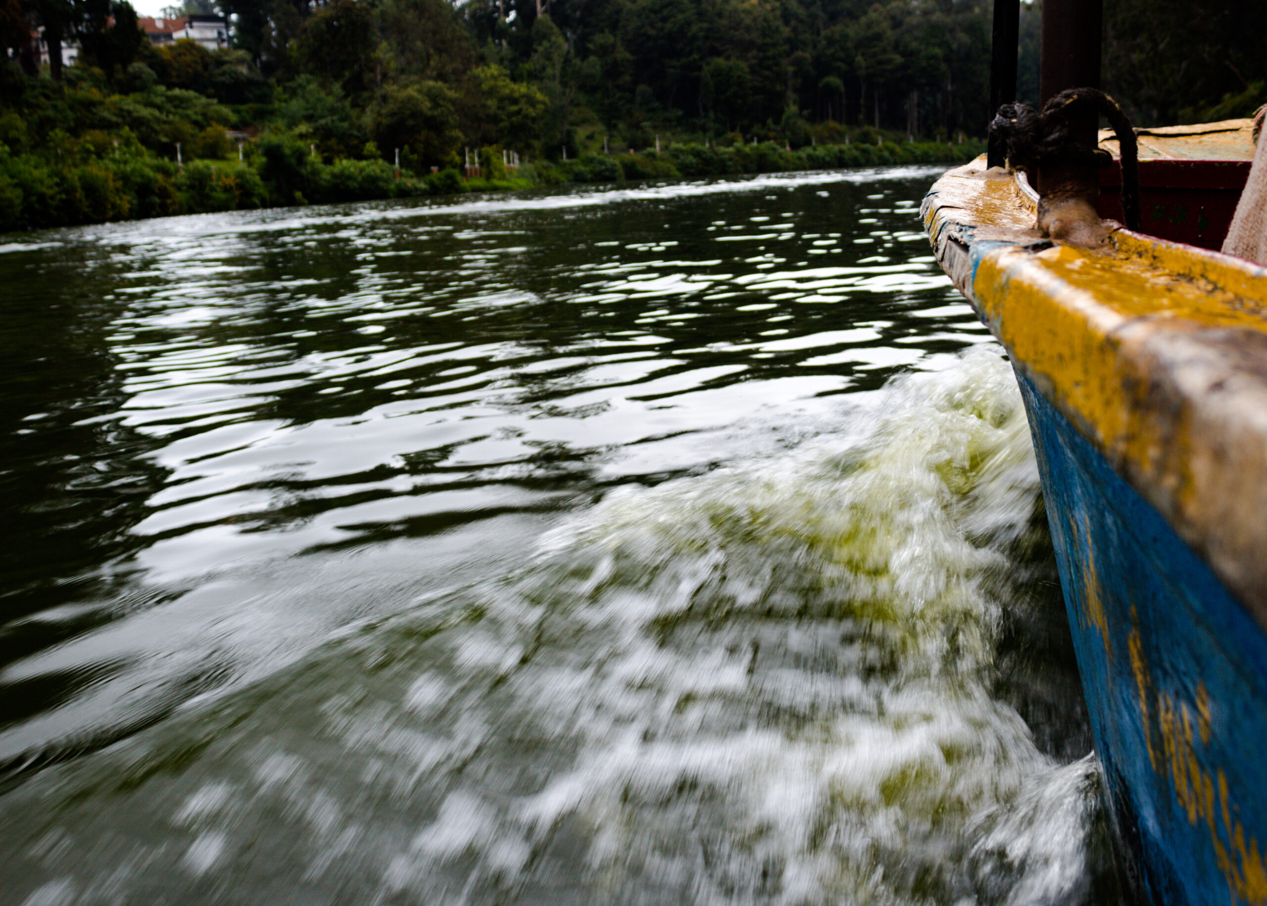 10 Espécies de Peixes do Rio São Francisco Tamanhos, Curiosidades e Biodiversidade do Velho Chico