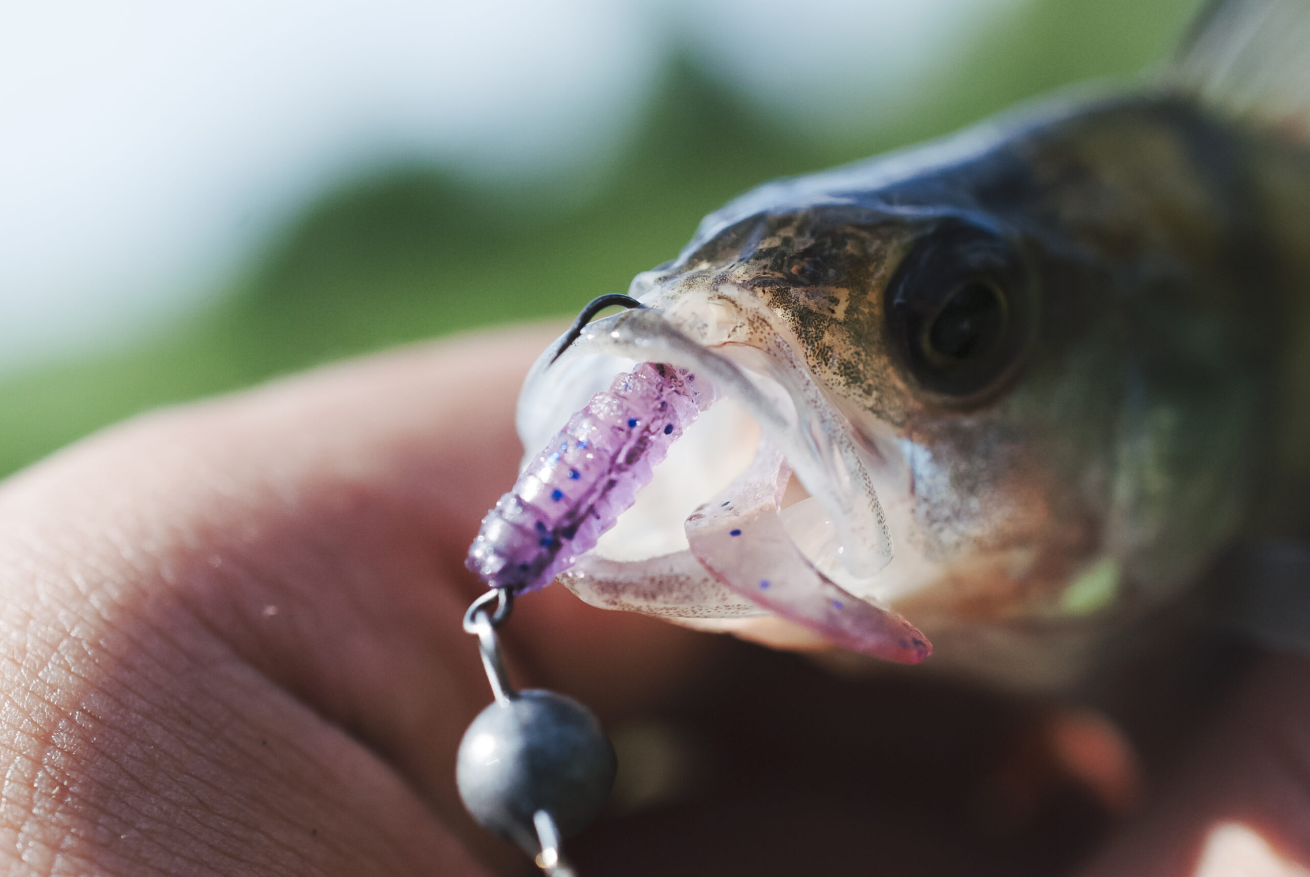 Como Escolher Entre Iscas Vivas e Artificiais Para Pesca