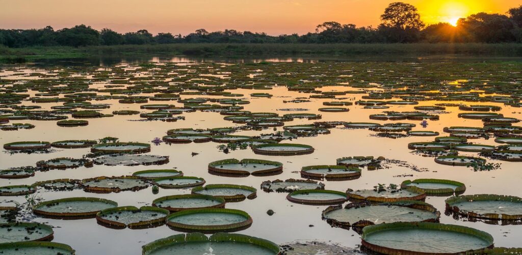 Dicas Essenciais Para Pescar no Pantanal