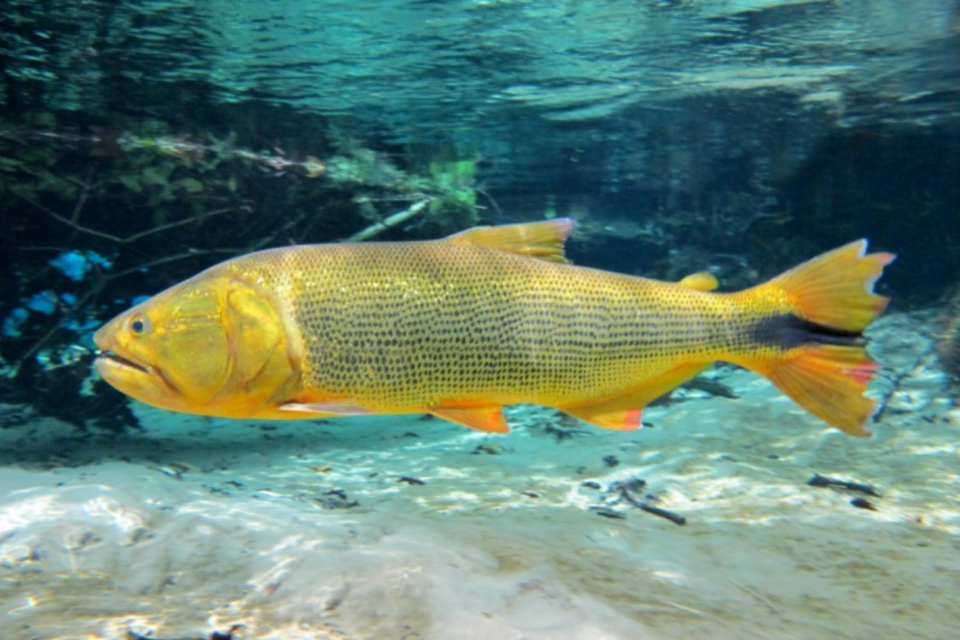 Como Pescar Dourado, Técnicas Avançadas para Pesca Esportiva