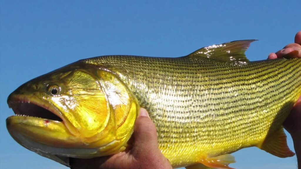 Modalidades de Pesca no Pantanal