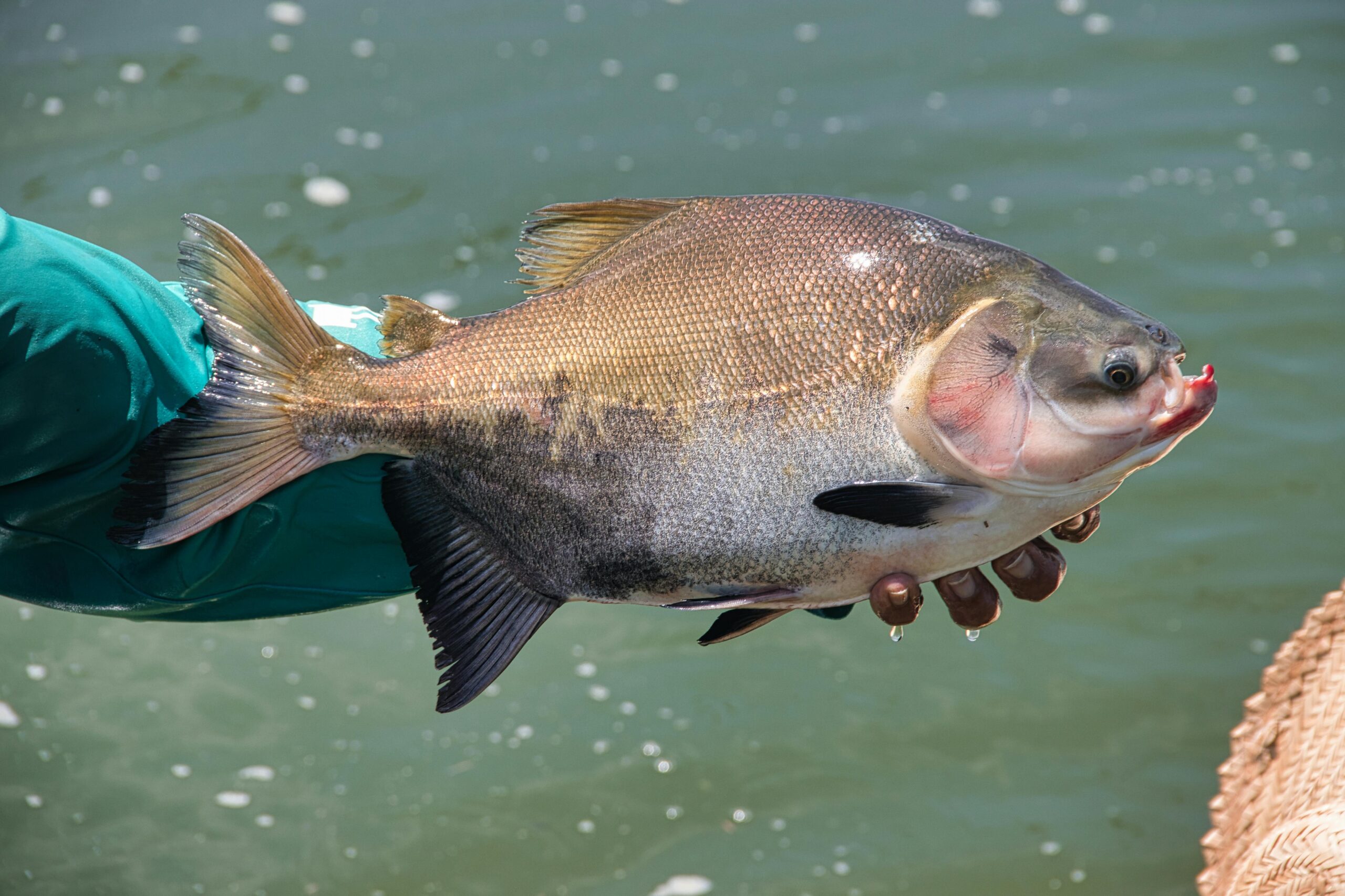 Pacu Características, Alimentação, Tamanho e Melhores Técnicas para Pesca