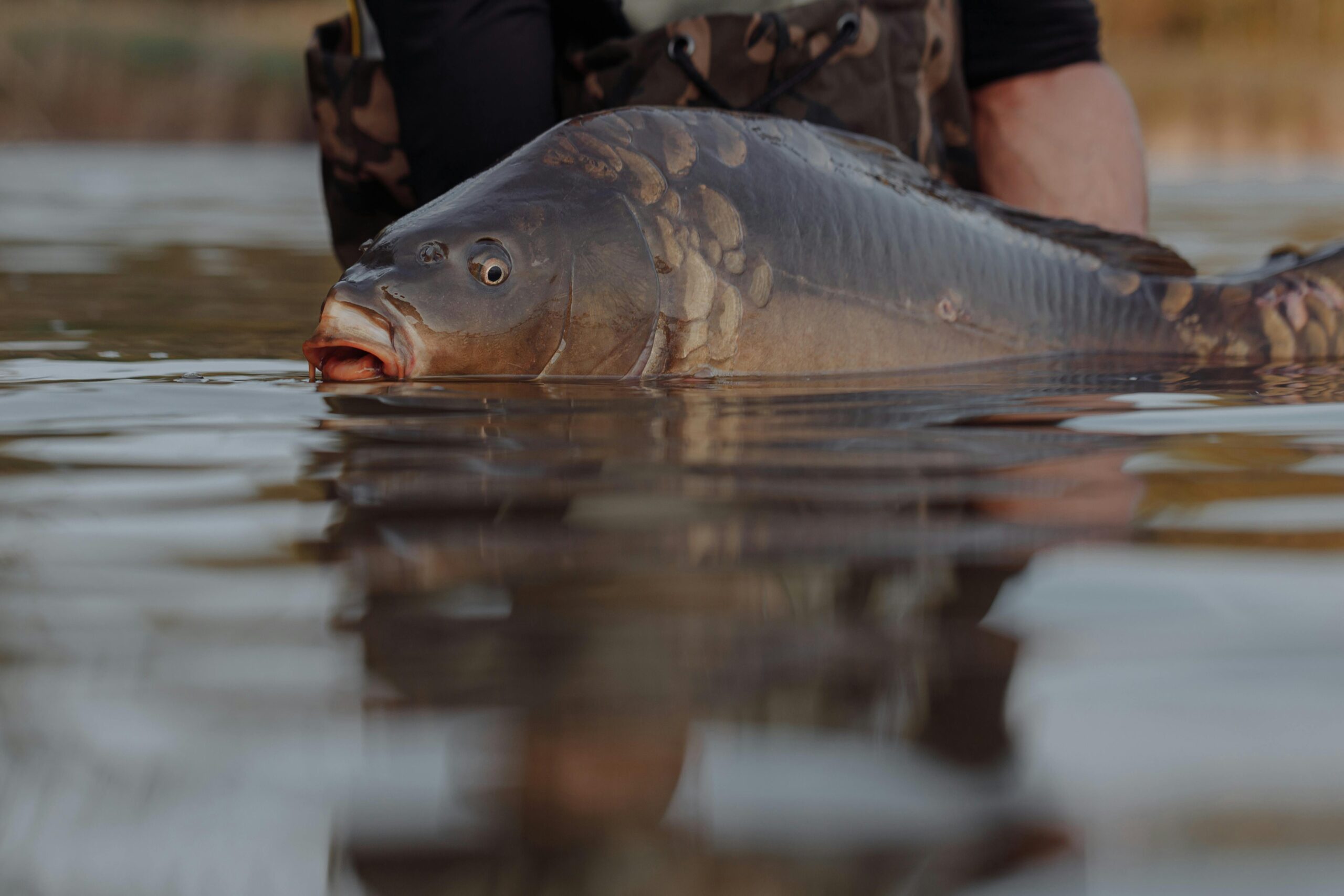 Como Pescar Carpa, Dicas, Técnicas e Segredos Para Capturar Esse Peixe Resistente