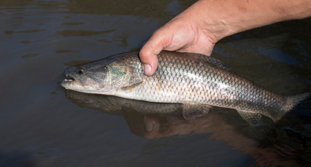 Pesca e Solta de Traíra