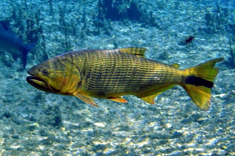 Sustentabilidade na Pesca do Dourado