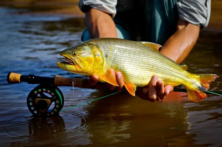 Técnica de Fly Fishing