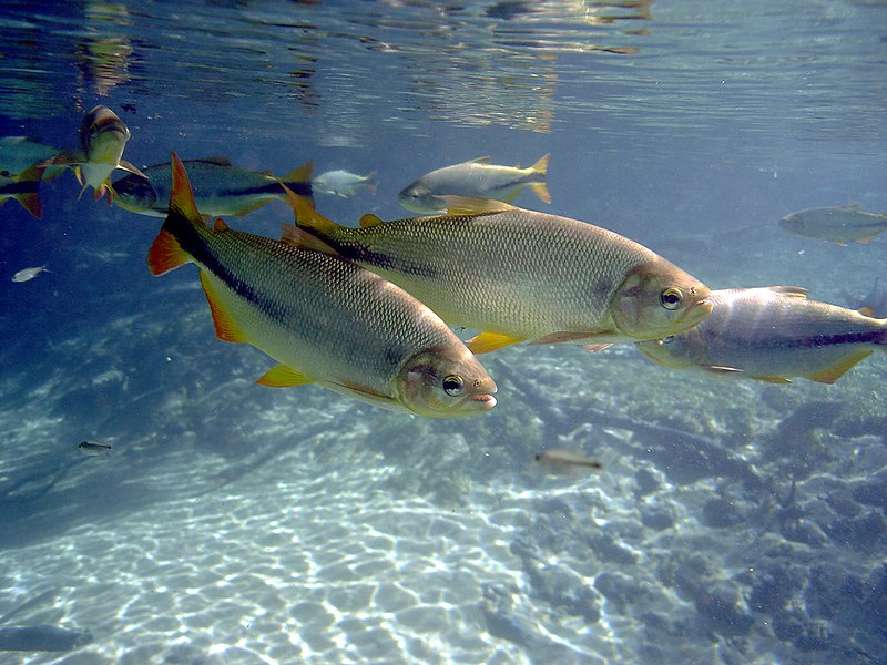 Benefícios da Pesca Esportiva para o Meio Ambiente