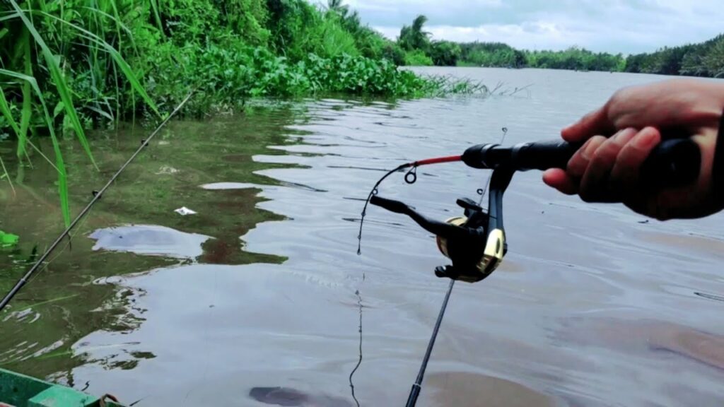 Conheça o Comportamento dos Peixes Grandes