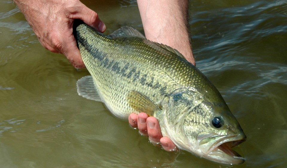 9 Dicas Básicas da Pesca Esportiva no Brasil